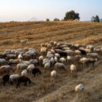 Πανώλη: Αίρονται τα μέτρα που λήφθηκαν στη Χαλκιδική
