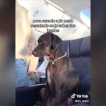 Viral o σκύλος που… δεν έδωσε τη θέση του σε αεροπλάνο (vid)