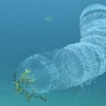 Η… συνάντηση ενός δύτη με ένα εντυπωσιακό πλάσμα (vid)