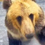 Αρκούδα δεν ήθελε φωτογραφία και τα… έβαλε με οδηγό! (vid)