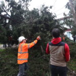 Θεσσαλονίκη: Προβλήματα με πτώσεις δέντρων