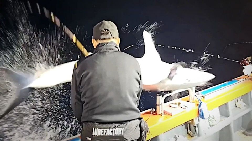 Τεράστιος καρχαρίας πήδηξε από την θάλασσα μέσα σε ψαρόβαρκα! (vid)