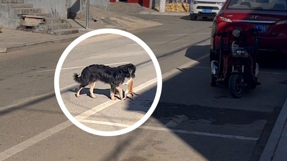 Σκύλος… έπος σώζει γατάκι στο δρόμο (vid)