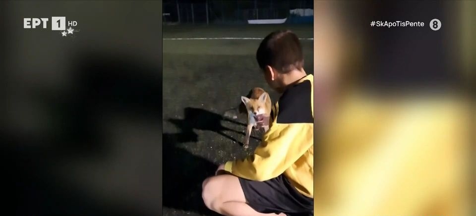Πάτρα: Αλεπού πήγε… για μπάλα! (vid)