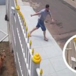 Άνδρας προκάλεσε χάος προσπαθώντας να μαζέψει τα σκυλιά του (vid)