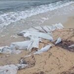 Χαλκιδική: Χαμός με νάϊλον σε παραλία και αντιδράσεις! (vid)