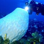 Αυτά τα τεράστια… ζώα φτάνουν την ηλικία των 15.000 ετών