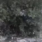 Βασίλης Καλογήρου: Σε αυτό το σημείο βρέθηκε νεκρός ο 39χρονος στον Τύρναβο (vid)