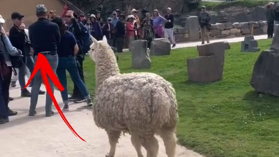 Λάμα εκνευρίστηκε με τουρίστες και τους έδιωξε (vid)