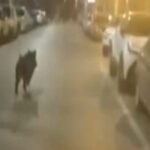 Θεσσαλονίκη: Αγριογούρουνα… στο κέντρο της πόλης! (vid)