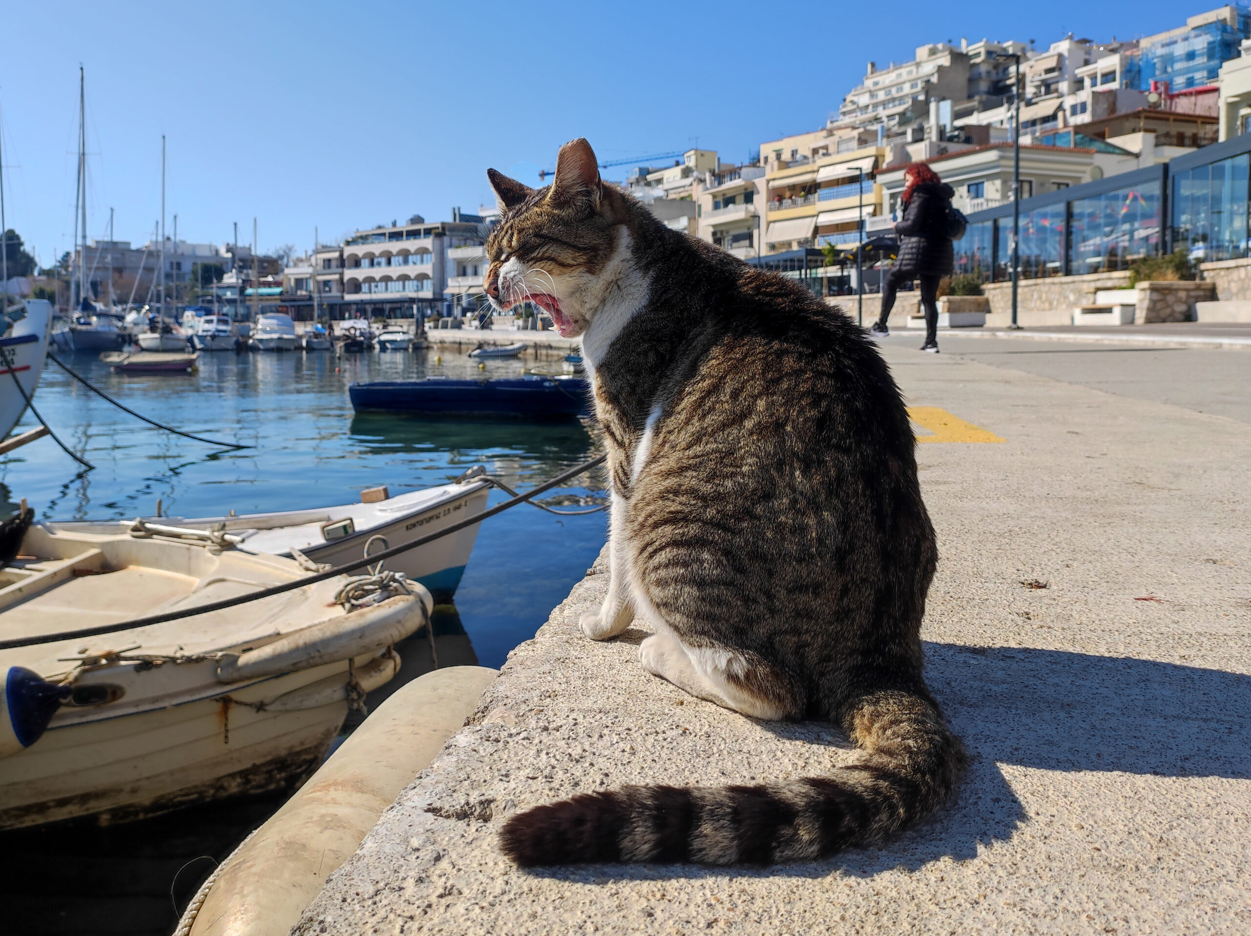 Τούμπα: Μήνυση κατά αγνώστων για τη θανάτωση 16 γατών – Ανθρωποκυνηγητό από την ΕΛ.ΑΣ.