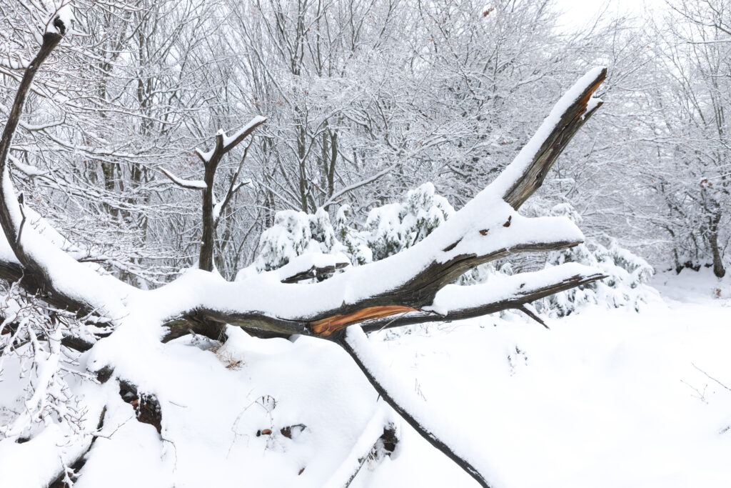 Η μίνι κακοκαιρία… έντυσε στα λευκά τον Χορτιάτη (vid)