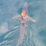 Χταπόδι… τιθασεύει καρχαρία ιππεύοντας τον σαν τζόκεϊ (vid)