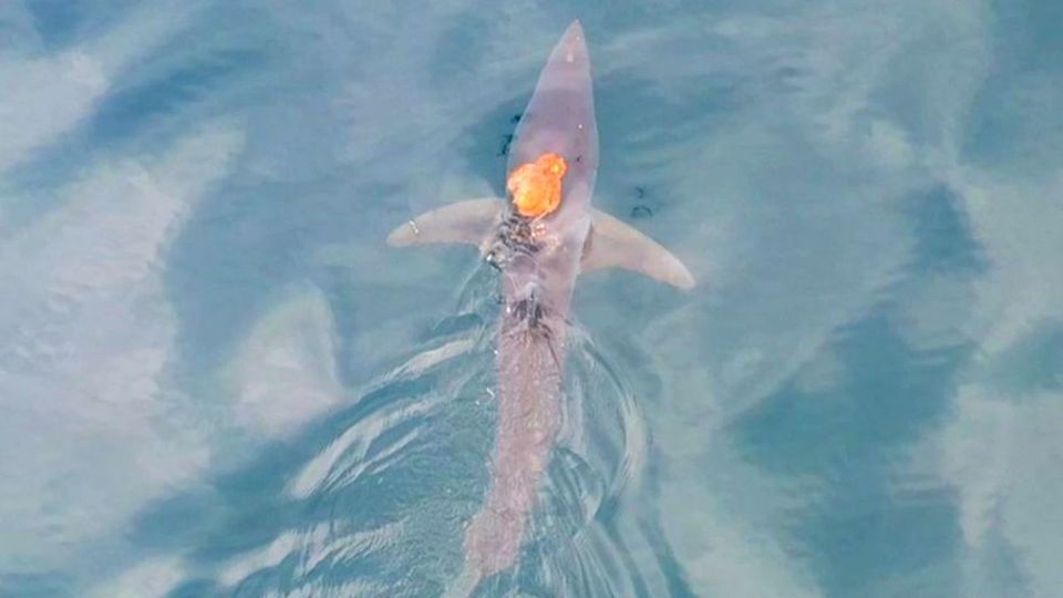 Χταπόδι… τιθασεύει καρχαρία ιππεύοντας τον σαν τζόκεϊ (vid)