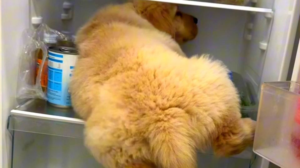 Αξιολάτρευτο κουτάβι εξερευνά το… ψυγείο του σπιτιού του (vid)