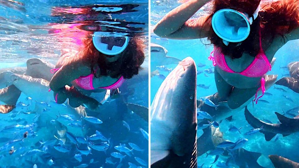 Γυναίκα δύτης με… επικίνδυνες παρέες (vid)