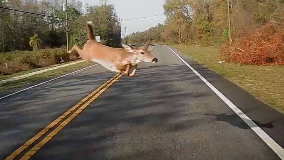 Οδηγός τα… είδε όλα με ελάφι! (vid)