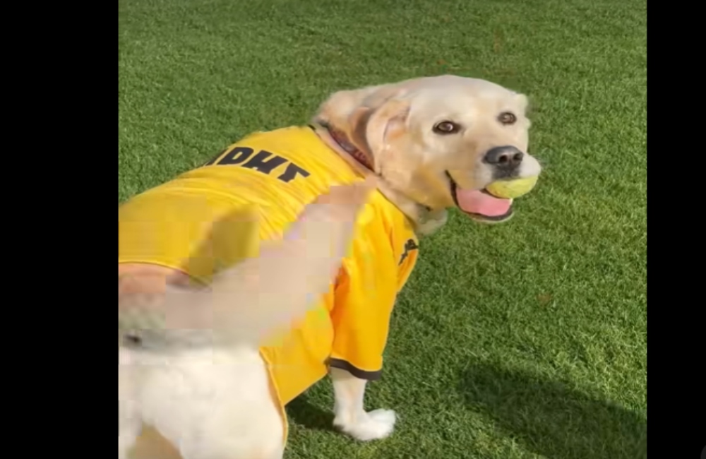 Η συνέντευξη στον αξιολάτρευτο τετράποδο φίλο του ΑΡΗ! (vid)