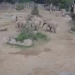 Η αντίδραση ελεφάντων σε σεισμό… on camera! (vid)