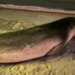 Eντοπίστηκε φώκια να… περπατάει σε δρόμο της Μυκόνου! (vid)