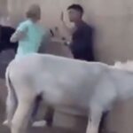 Επιτέθηκε σε άνδρα που μαστίγωνε ένα γαϊδουράκι και την… συνέλαβαν (vid)