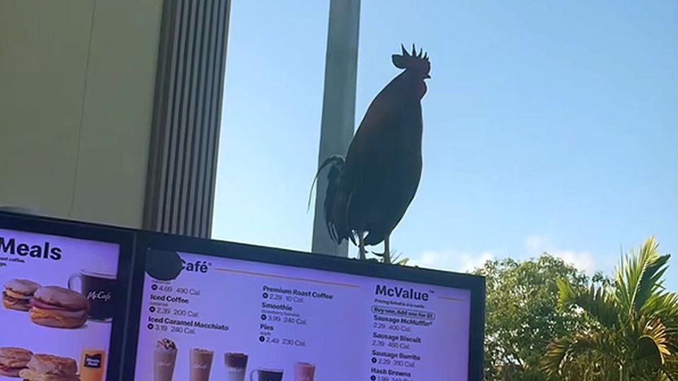 Κατάστημα Μακ Ντόναλντς έχει έναν… κόκορα για να διαφημίζει το μενού! (vid)