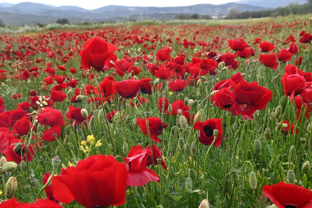 H Πρωτομαγιά και τα έθιμα