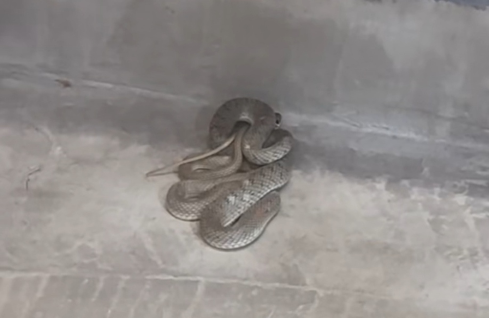 Θεσσαλονίκη: Φίδι μπήκε σε κουρείο στη Μενεμένη (vid)