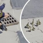 Μικρές πάπιες διασώθηκαν από πυροσβέστες υπό το βλέμμα της μαμάς τους (vid)