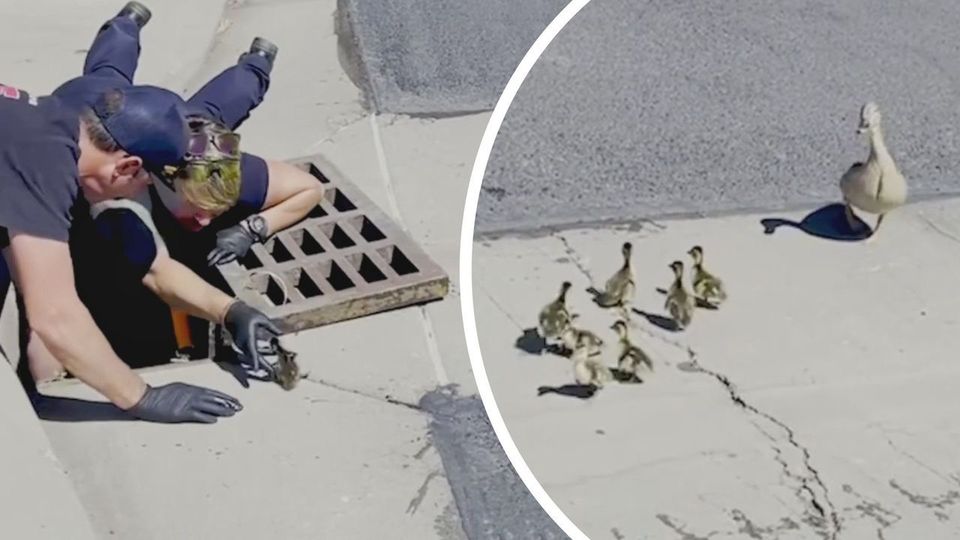 Μικρές πάπιες διασώθηκαν από πυροσβέστες υπό το βλέμμα της μαμάς τους (vid)