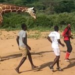 Καμηλοπάρδαλη έκανε… προπόνηση με ποδοσφαιριστές στην Αφρική (vid)