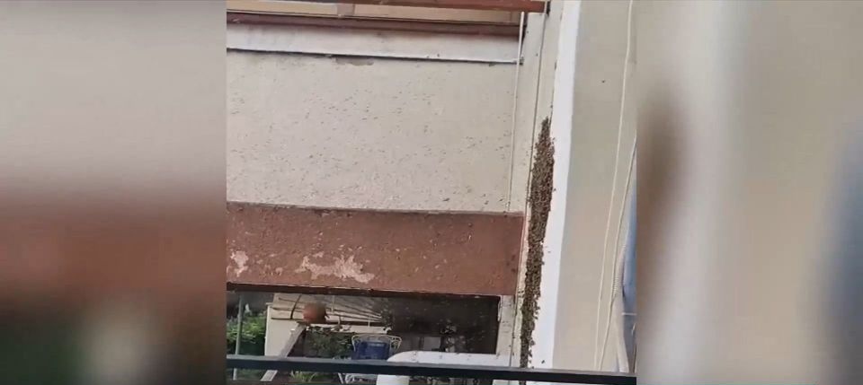Θεσσαλονίκη: Μέλισσες… αναστάτωσαν σχολείο (vid)