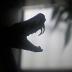 Λαμία: Οικογένεια βρήκε φίδι μέσα σε κλουβί καναρινιού