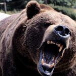 Δράμα: Βρέθηκε βίντεο με την αρκούδα στο κινητό του νεκρού ορειβάτη (vid)