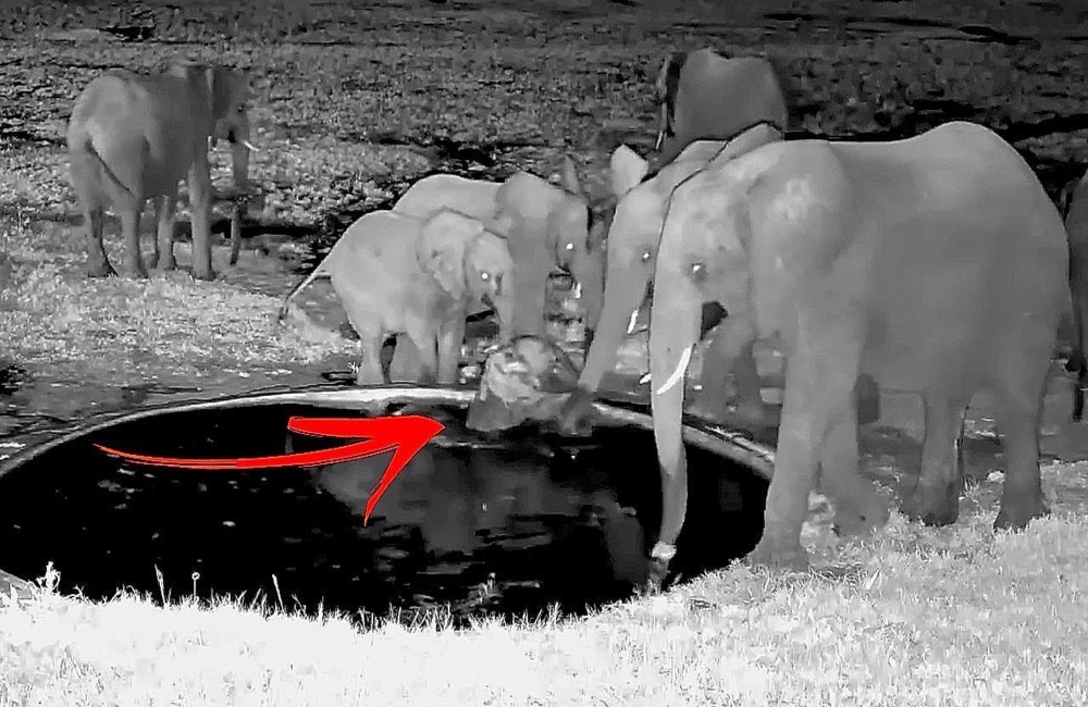Ελεφαντάκι σώζεται από νερόλακκο χάρη στο κοπάδι του (vid)
