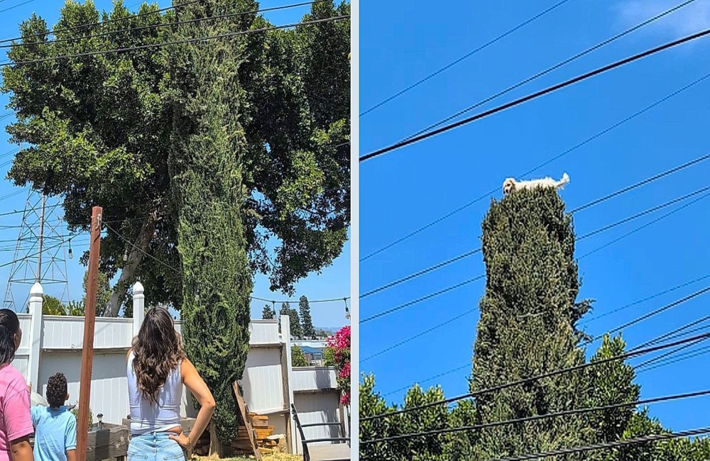 Σκύλος σκαρφαλώνει σε… δέντρο 10 μέτρων! (vid)