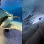 Καρχαρίας καταπίνει κάμερα δύτη και… δίνει εντυπωσιακό πλάνο! (vid)