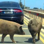 Δρόμος στην Κύπρο έκλεισε… από γουρούνια! (vid)