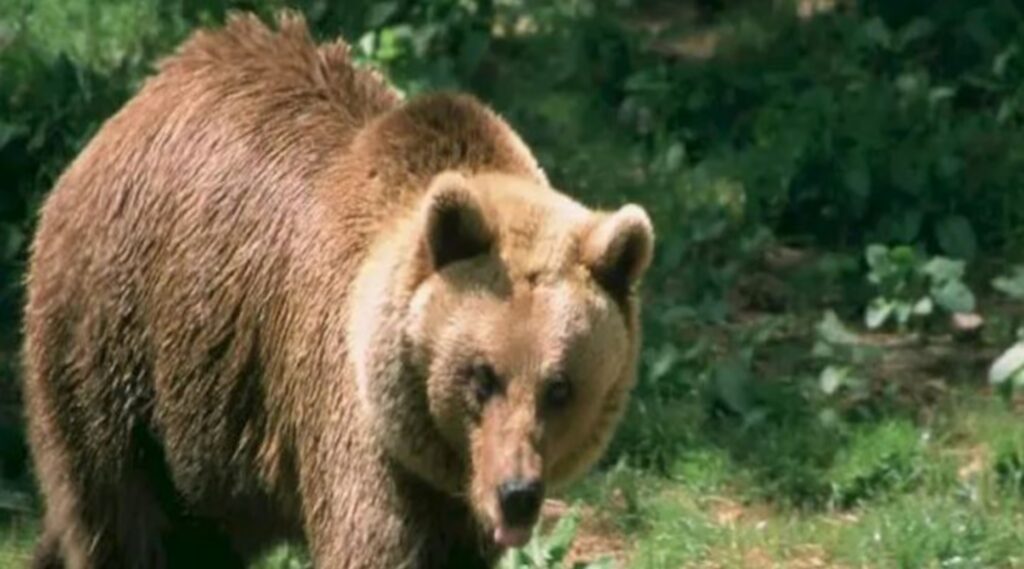 Σκότωσαν αρκουδάκι με πυροβόλο όπλο στην Καστοριά