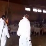 Ευλογιά Προβάτων: Ανησυχία για τις νέες εστίες (vid)