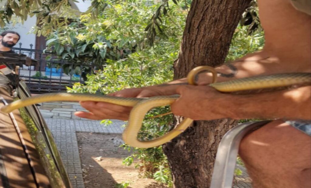 Εντοπίστηκε φίδι στην Καλαμαριά