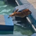 Σκύλος στην Κίνα πήγε να κόψει δρόμο και κατέληξε στο νερό (vid)