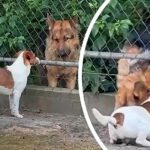 Πανέξυπνοι σκύλοι συνεργάζονται για να είναι παρέα! (vid)