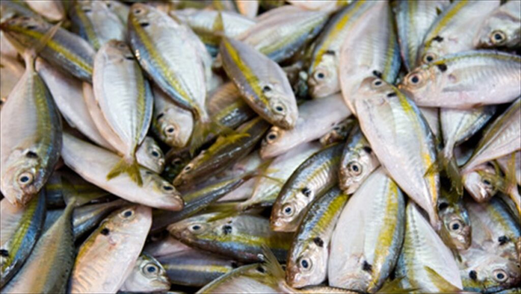 Στα ύψη οι τιμές των ψαριών (vid)