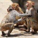 Ινδία: 67χρονος σκοτώθηκε από επιδρομή πιθήκων