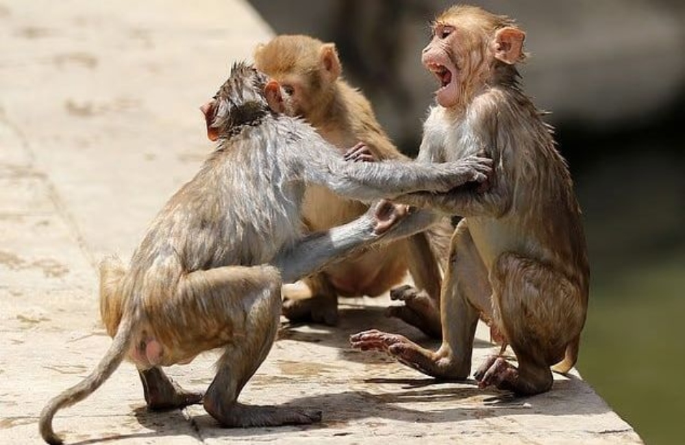 Ινδία: 67χρονος σκοτώθηκε από επιδρομή πιθήκων