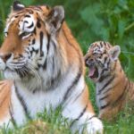 Αξιολάτρευτα τιγράκια του Αμούρ γεννήθηκαν στην Βρετανία (vid)