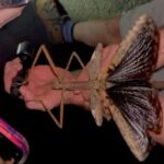 Αυστραλία: Επιστήμονες ανακάλυψαν έντομο «μαμούθ» 40 εκατοστών