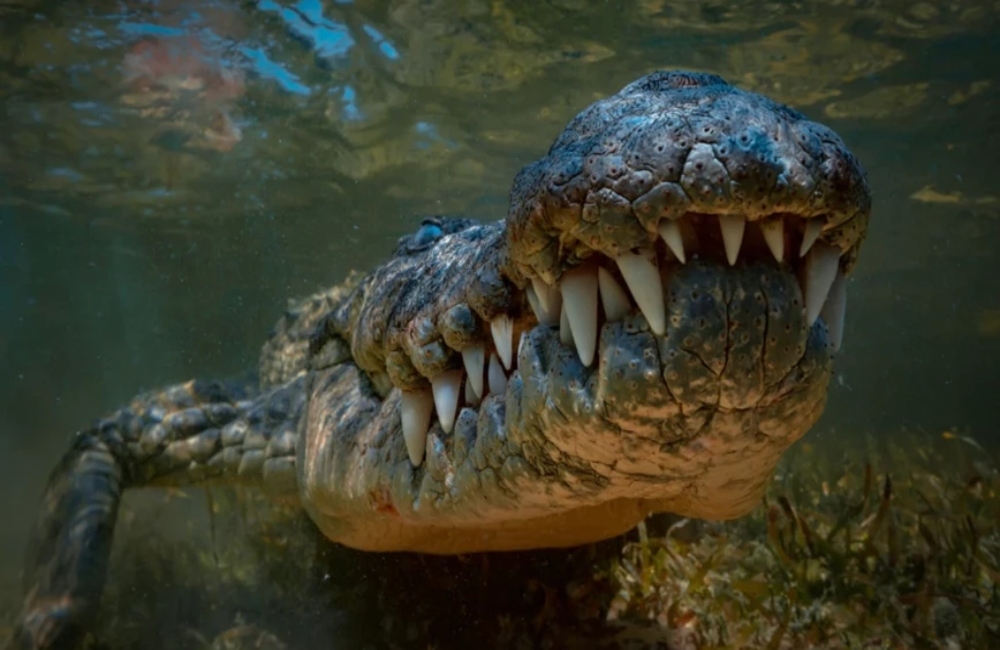 Φρικτός θάνατος για 53χρονο μετά από επίθεση κροκόδειλου (pic)