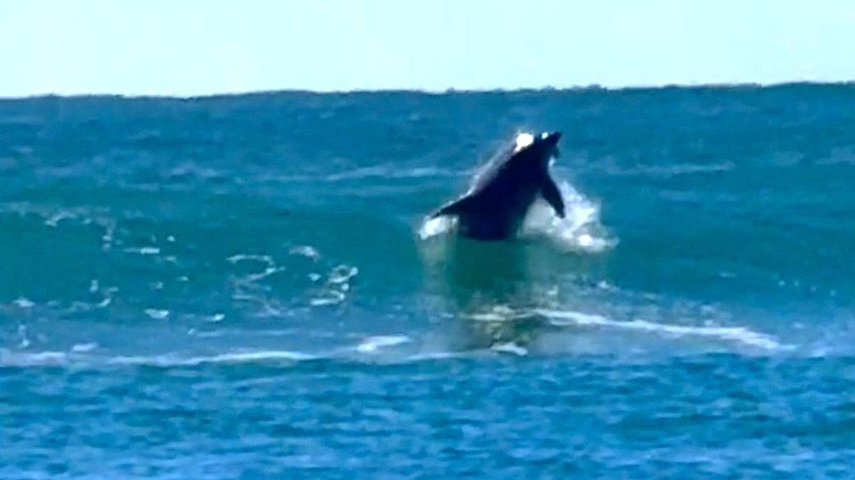 Άγριο δελφίνι διασκεδάζει με την ψυχή του στα κύματα της Αυστραλίας (vid)